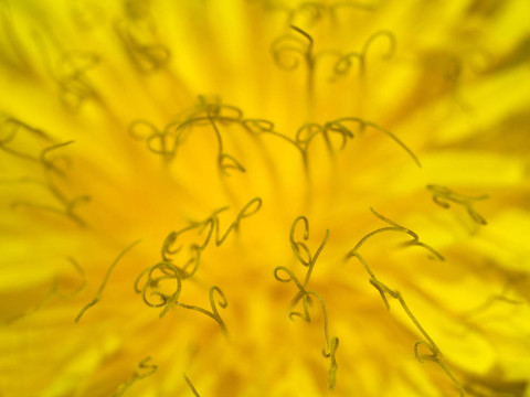 蒲公英開(kāi)花蕓