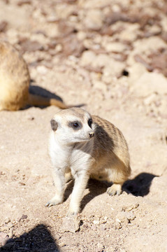 suricatta