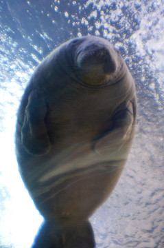海獅