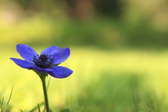 藍(lán)色的花