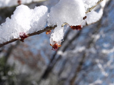 樹枝上的雪