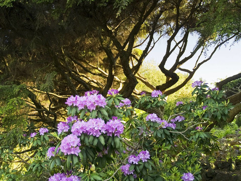 杜鵑花