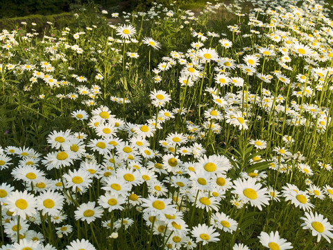 雛菊的田野