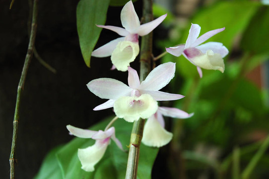 白蘭花