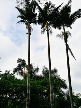 深圳羅湖東湖公園