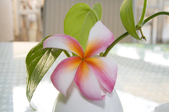 pumeria花瓶