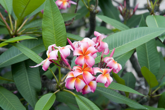 雞蛋花