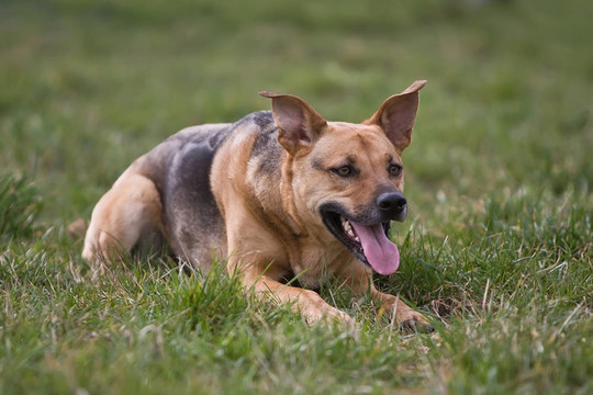 牧羊犬組合畫像下