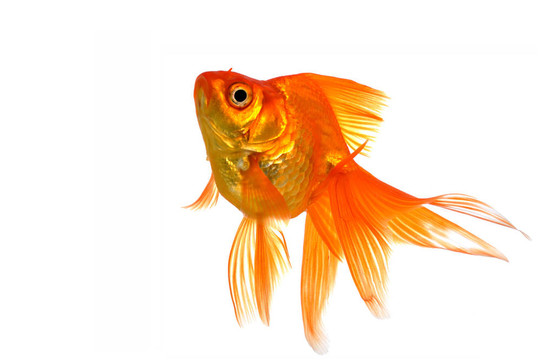金魚