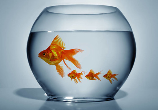 金魚碗