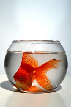 金魚