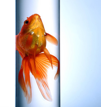 金魚(yú)