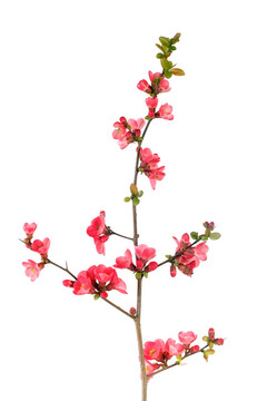 果樹開花