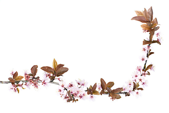 李樹開花