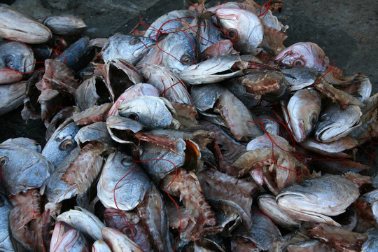 魚的內(nèi)臟