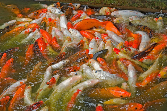 學(xué)校的魚(yú)