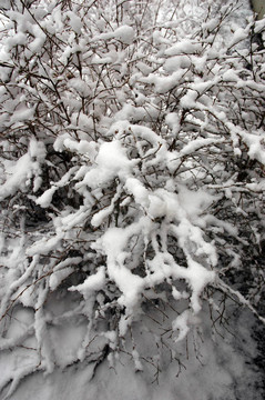 冰雪覆蓋的樹枝