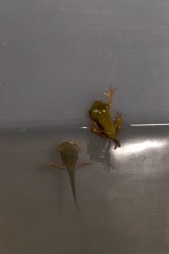 樹蛙的變種