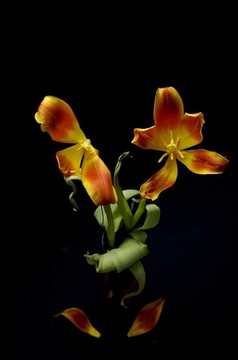 老腐爛的成熟的花
