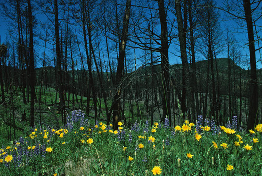 在燃燒的森林Wildflowes