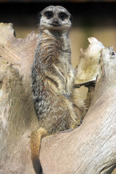 海島貓鼬（項目Suricata suricatta）