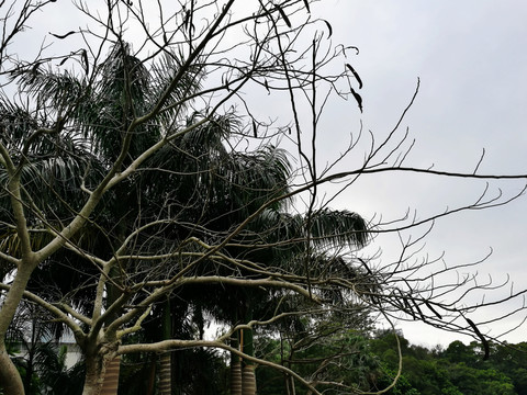 深圳東湖公園綠色森林