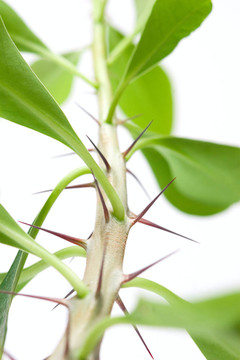帶刺的植物