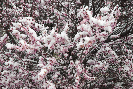 春天開花的雪