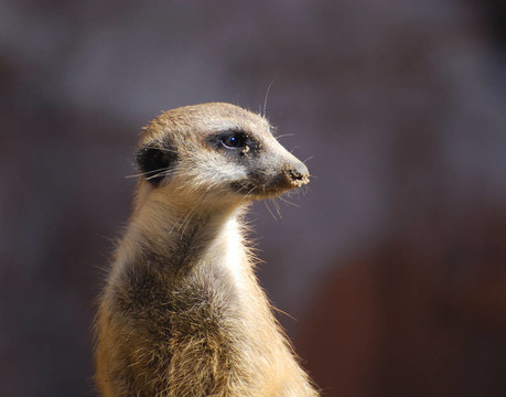 meercat