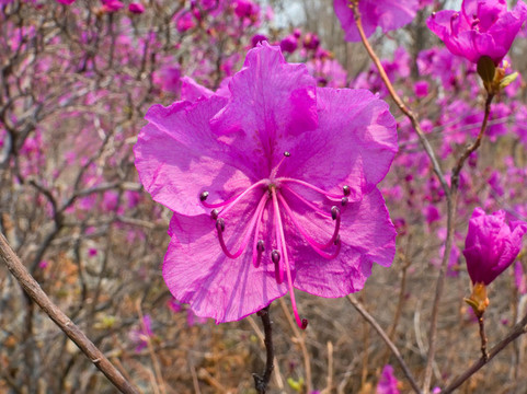 12杜鵑花