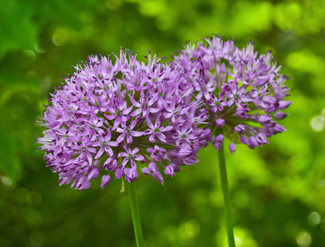 蔥紫色迷情花園里