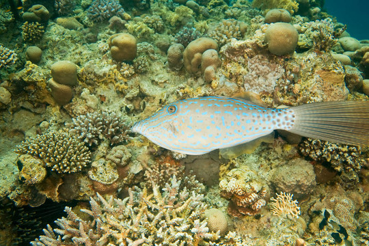 鲀魚