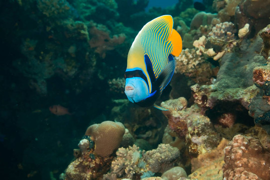 皇帝神仙魚