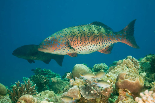 coralgrouper