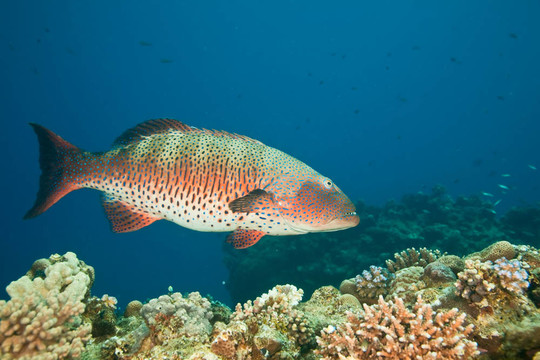 coralgrouper