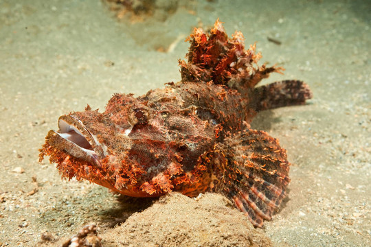 蝎子魚(yú)