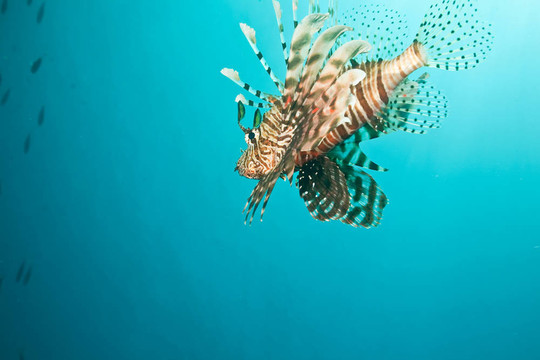 獅子魚