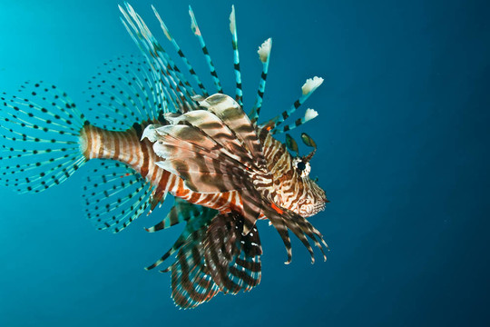 獅子魚