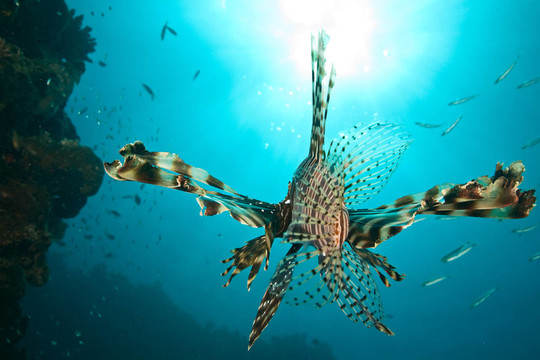 獅子魚