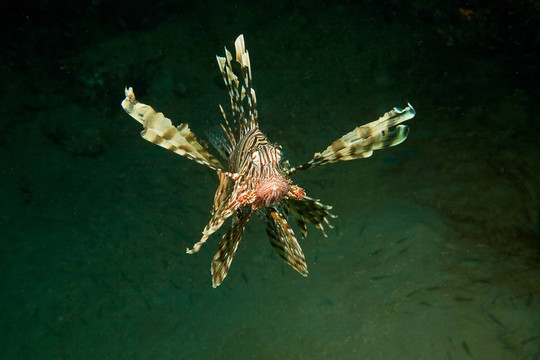 獅子魚