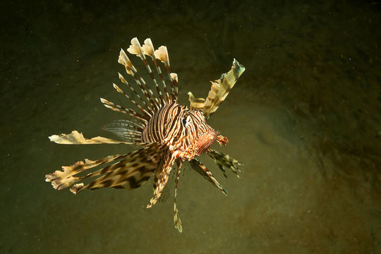 獅子魚