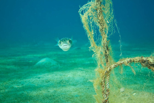河豚魚和海洋