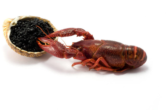 魚子醬