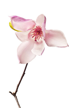簡花玉蘭