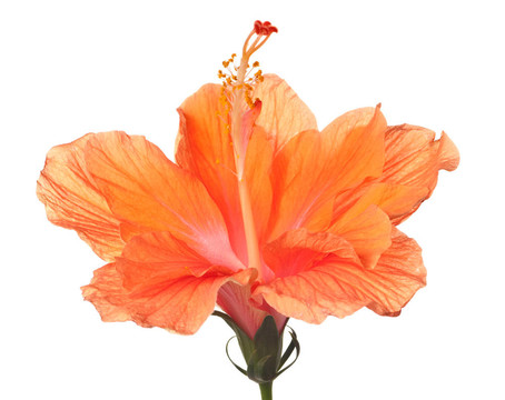芙蓉分離