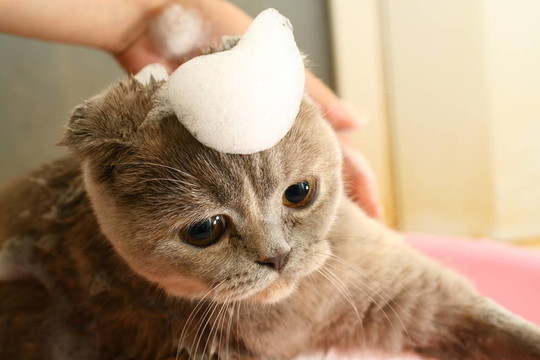 洗貓
