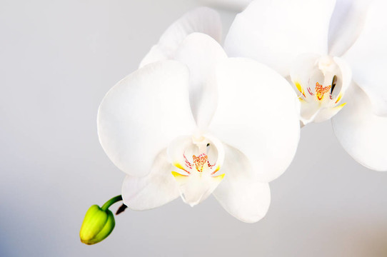 白蘭花