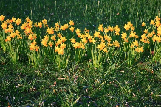 水仙花