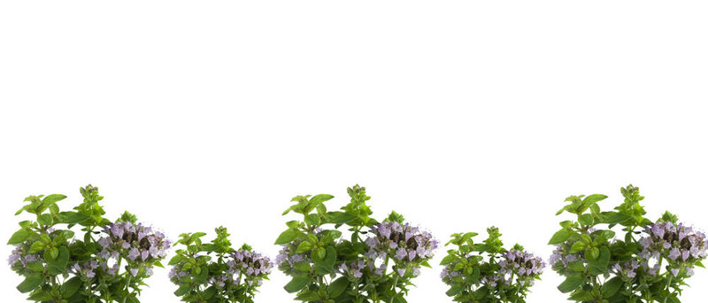 新鮮開花草本植物牛至框架