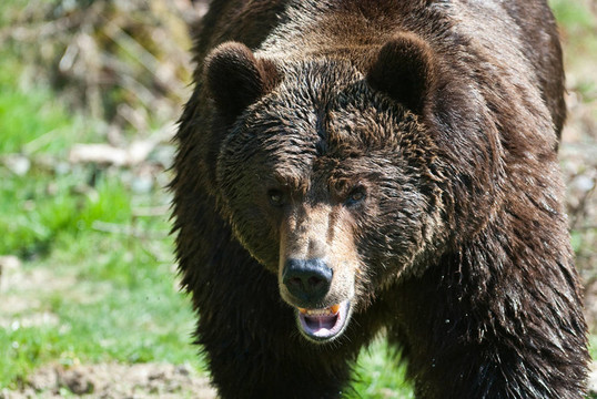 棕熊（Ursus arctos以后。）